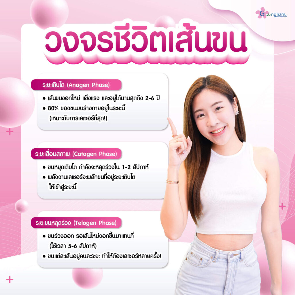 วงจรของเส้นขน